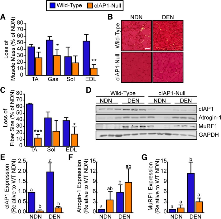 Targeted ablation of the cellular inhibitor of apoptosis 1 (cIAP1) attenuates denervation-induced skeletal muscle atrophy.