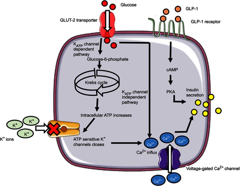 Current perspective on the role of insulin and glucagon in the pathogenesis and treatment of type 2 diabetes mellitus.