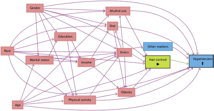 The relationship between chronic stress, hair cortisol and hypertension