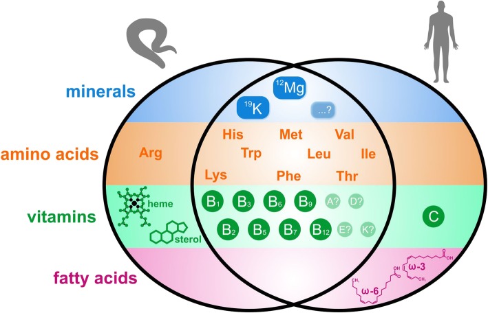 The nutritional requirements of <i>Caenorhabditis elegans</i>.