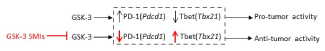 Commentary: Small Molecule Inhibition of PD-1 Transcription is an Effective Alternative to Antibody Blockade in Cancer Therapy.