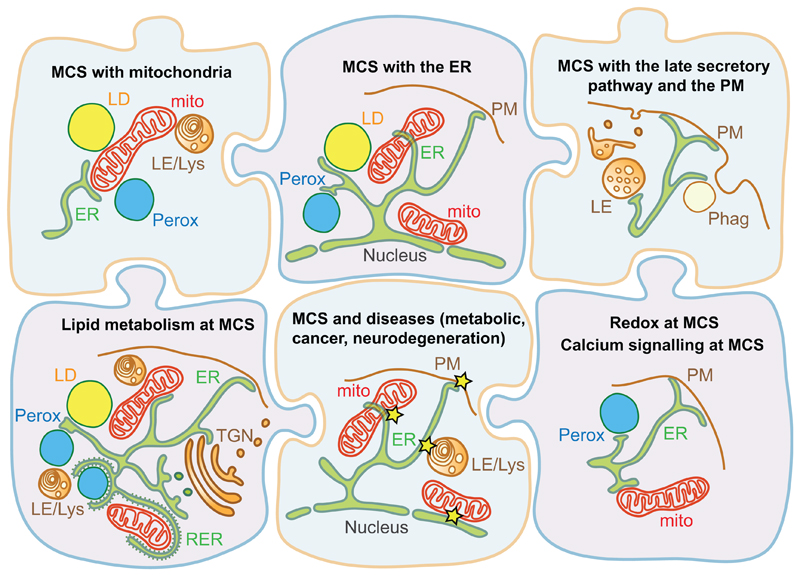 EMBO Workshop: Membrane Contact Sites in Health and Disease.