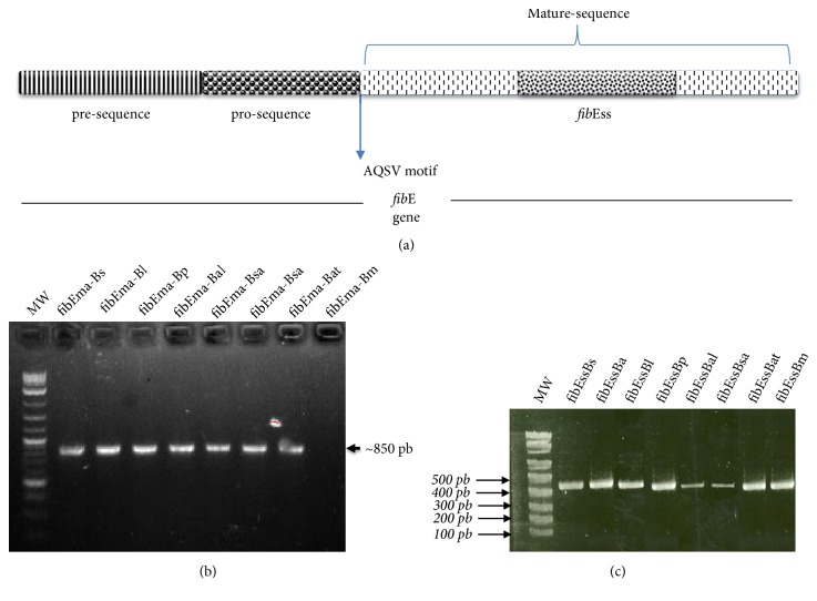 Genetic Clearness Novel Strategy of Group I <i>Bacillus</i> Species Isolated from Fermented Food and Beverages by Using Fibrinolytic Enzyme Gene Encoding a Serine-Like Enzyme.