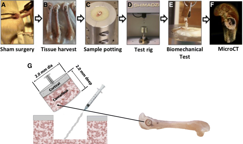 A biomechanical test model for evaluating osseous and osteochondral tissue adhesives.