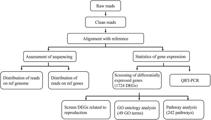 Comparative analysis of differentially expressed genes between the ovaries from pregnant and nonpregnant goats using RNA-Seq.