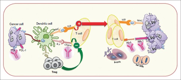 Immunotherapy in breast cancer.