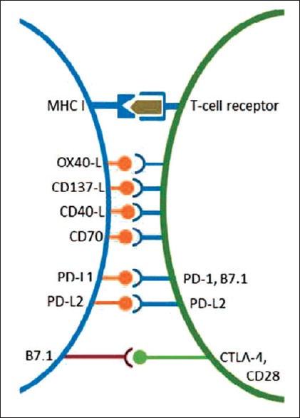 Immunotherapy in breast cancer.