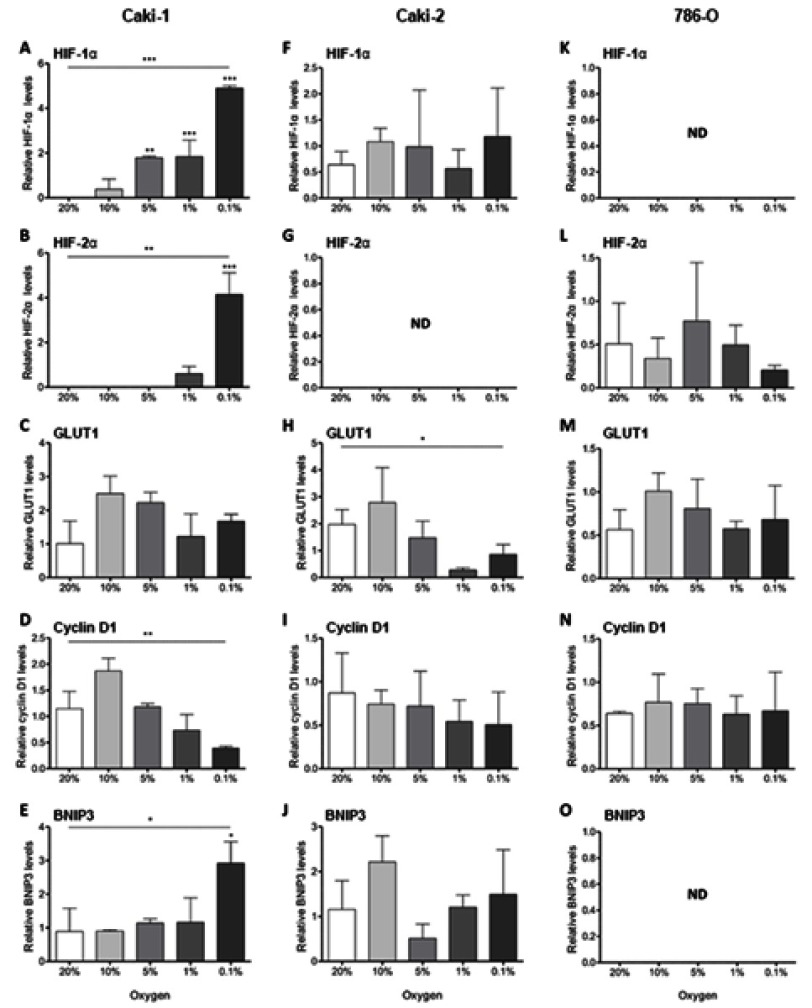 Ascorbate modulates the hypoxic pathway by increasing intracellular activity of the HIF hydroxylases in renal cell carcinoma cells.