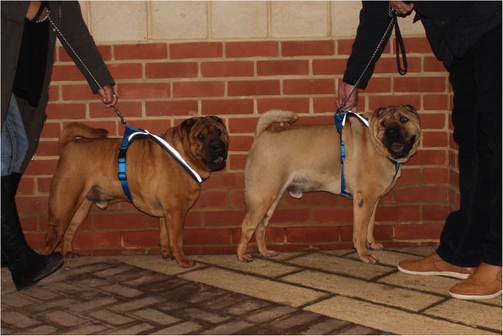 Glaucoma-causing <i>ADAMTS17</i> mutations are also reproducibly associated with height in two domestic dog breeds: selection for short stature may have contributed to increased prevalence of glaucoma.