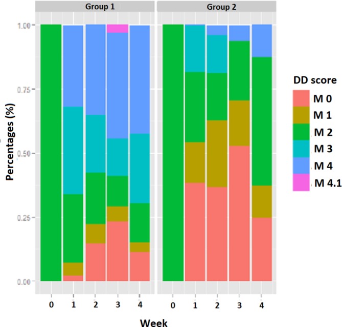 Randomised clinical trial showing the curative effect of bandaging on M2-stage lesions of digital dermatitis in dairy cows.