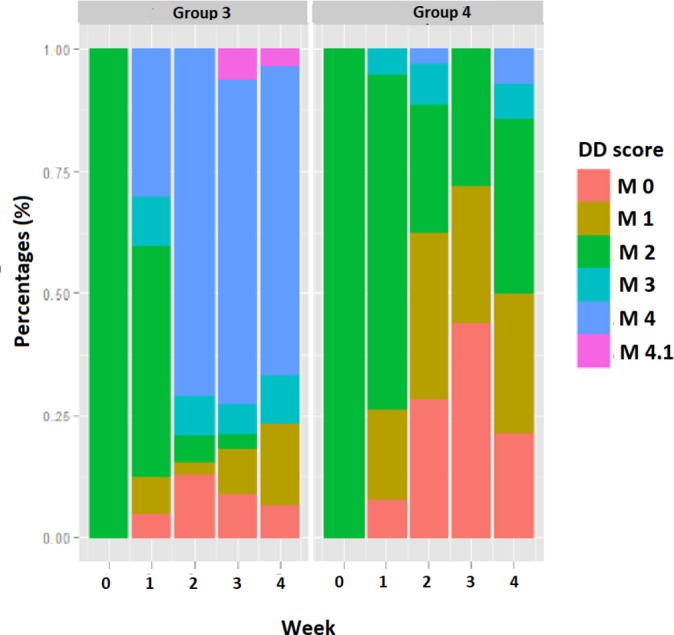 Randomised clinical trial showing the curative effect of bandaging on M2-stage lesions of digital dermatitis in dairy cows.