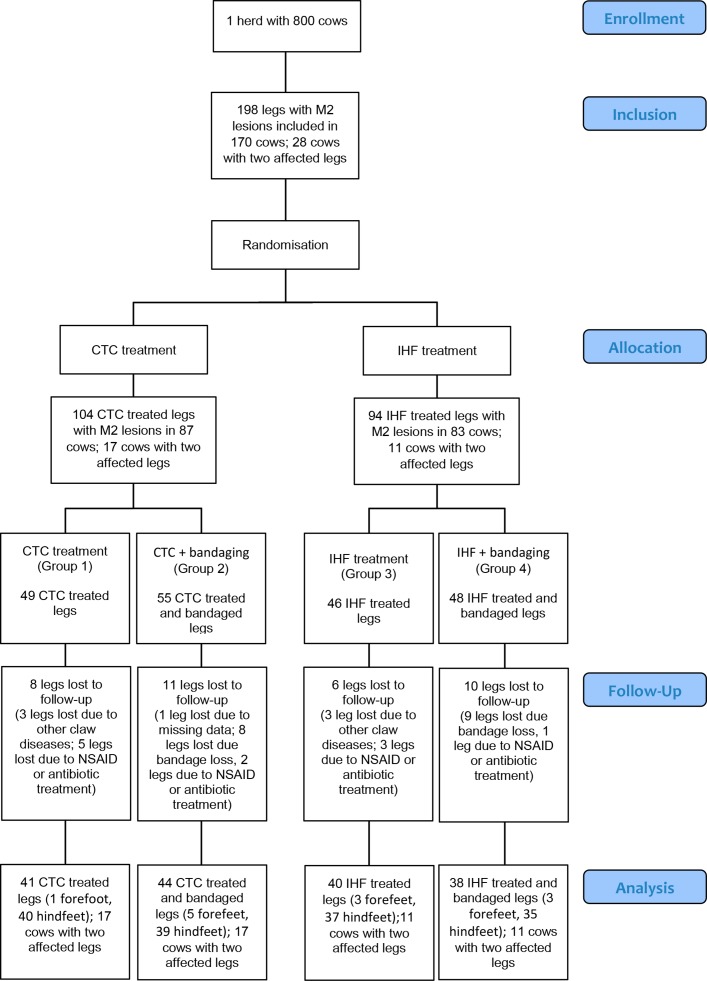 Randomised clinical trial showing the curative effect of bandaging on M2-stage lesions of digital dermatitis in dairy cows.