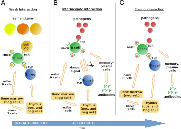 MiStImm: an agent-based simulation tool to study the self-nonself discrimination of the adaptive immune response.