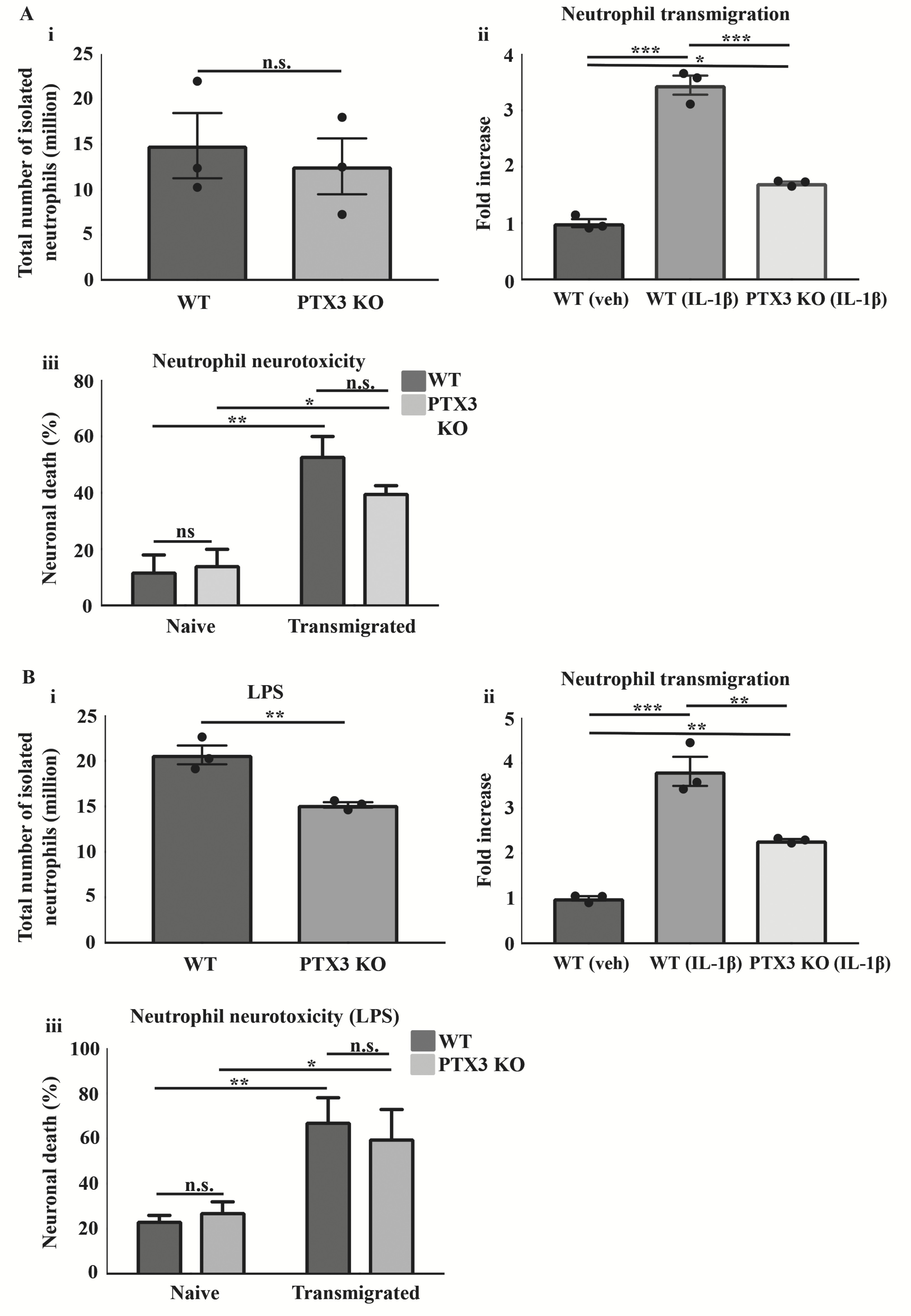 Pentraxin 3 regulates neutrophil infiltration to the brain during neuroinflammation.