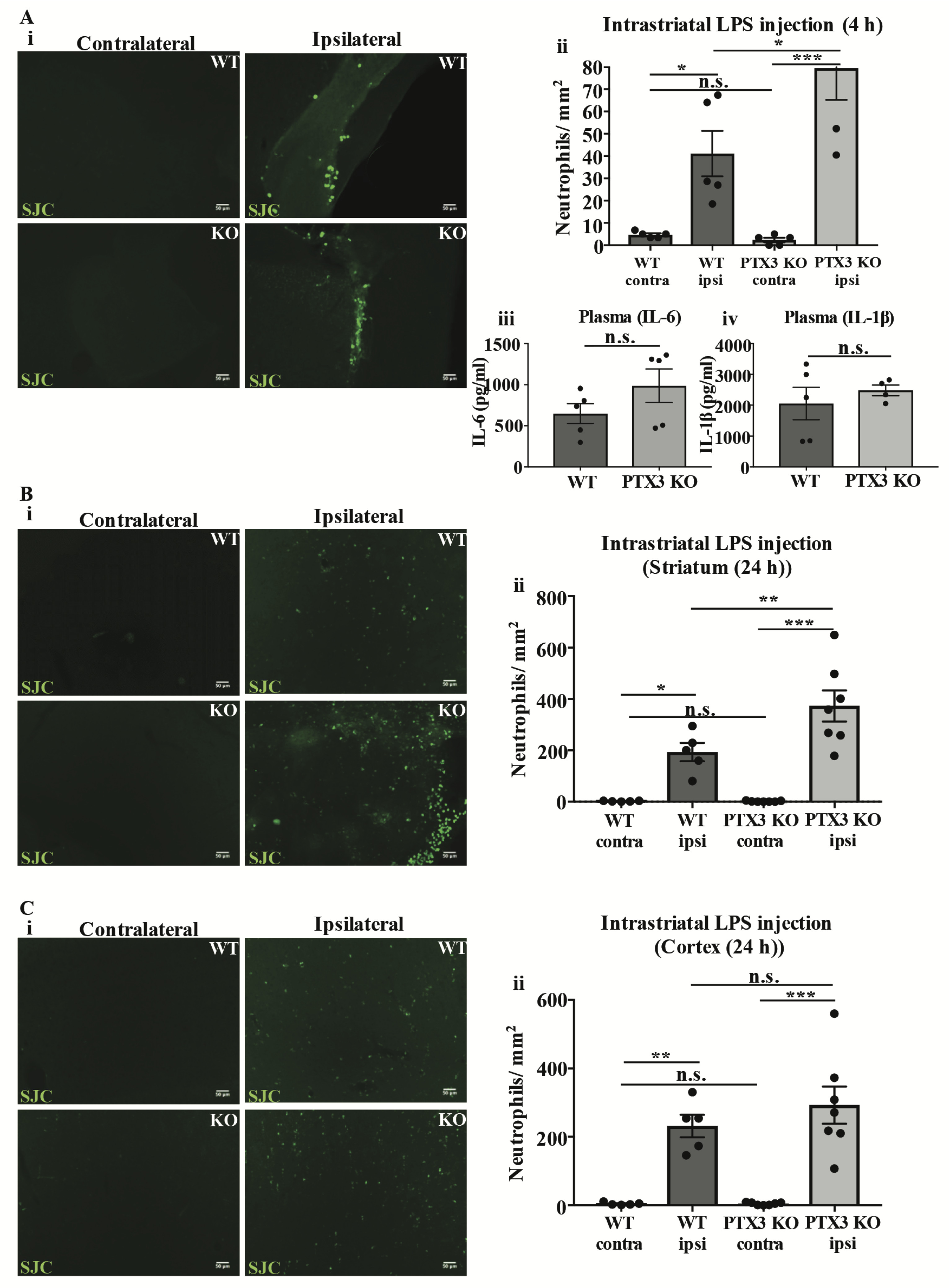 Pentraxin 3 regulates neutrophil infiltration to the brain during neuroinflammation.