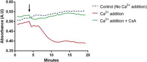 Investigating the Mitochondrial Permeability Transition Pore in Disease Phenotypes and Drug Screening