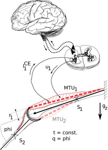 The dynamics of the skeletal muscle: A systems biophysics perspective on muscle modeling with the focus on Hill-type muscle models