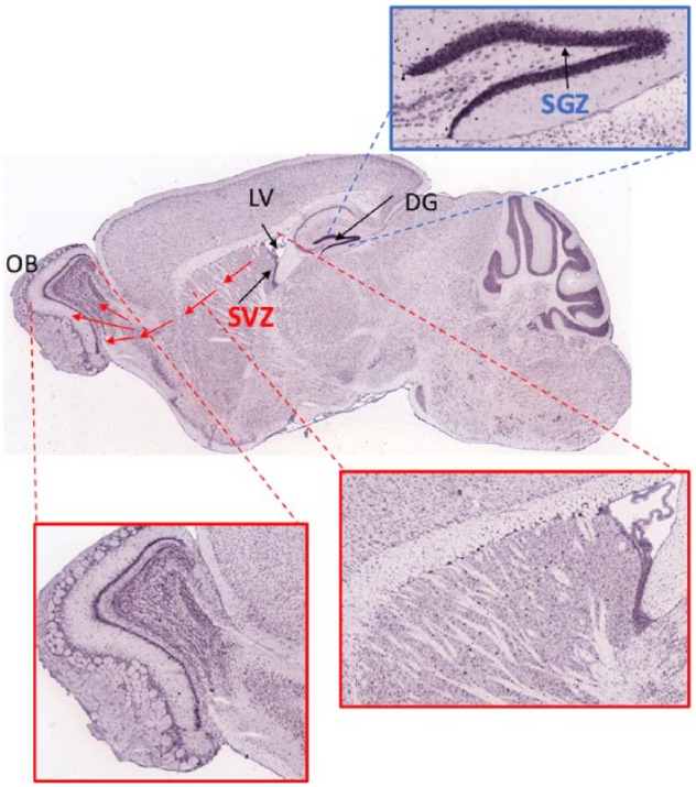 Adult Neurogenesis and the Promise of Adult Neural Stem Cells.