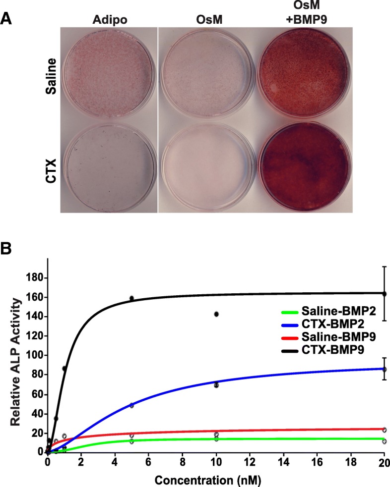 Muscle injury-induced hypoxia alters the proliferation and differentiation potentials of muscle resident stromal cells.