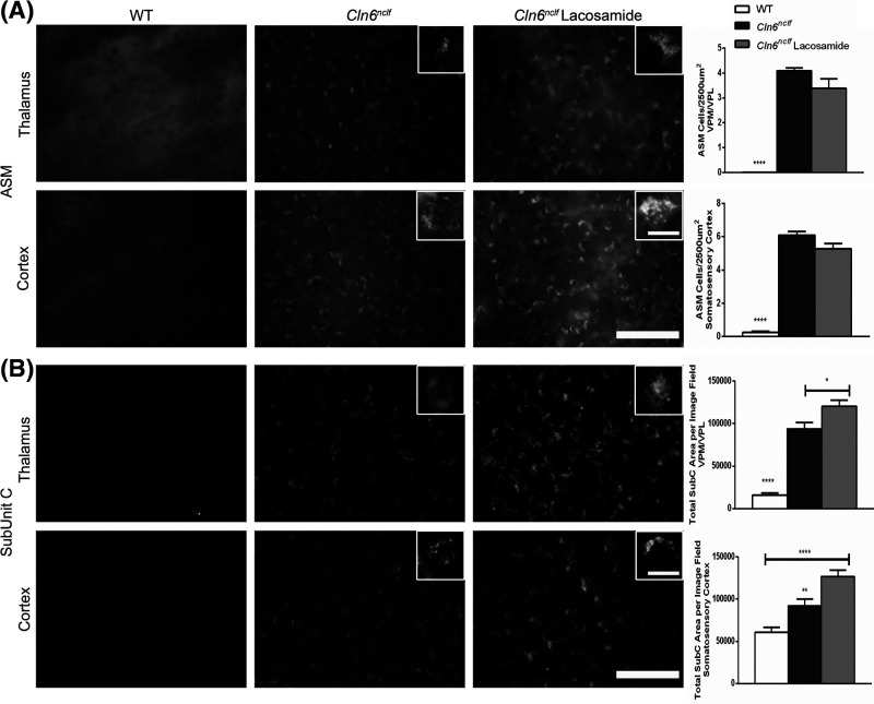 Modulation of CRMP2 via (<i>S</i>)-Lacosamide shows therapeutic promise but is ultimately ineffective in a mouse model of CLN6-Batten disease.