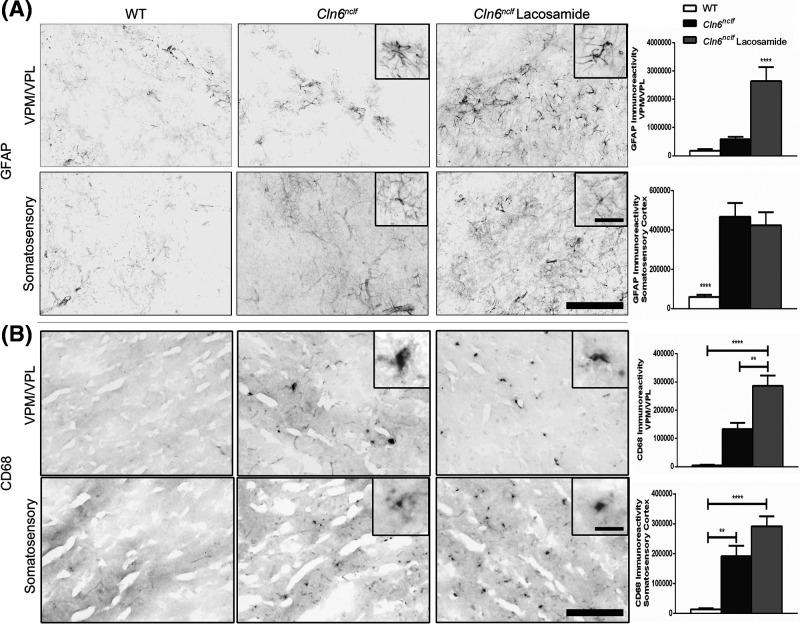 Modulation of CRMP2 via (<i>S</i>)-Lacosamide shows therapeutic promise but is ultimately ineffective in a mouse model of CLN6-Batten disease.