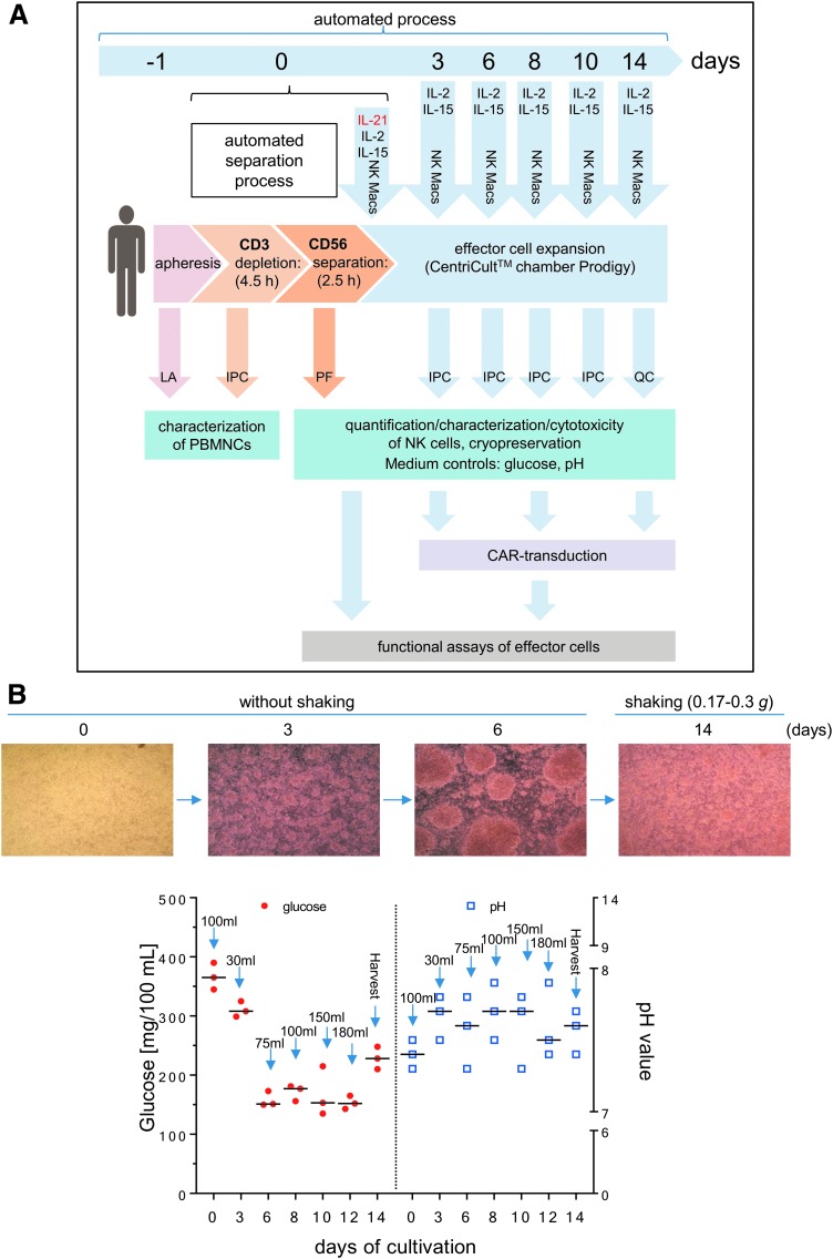 Development of Automated Separation, Expansion, and Quality Control Protocols for Clinical-Scale Manufacturing of Primary Human NK Cells and Alpharetroviral Chimeric Antigen Receptor Engineering.