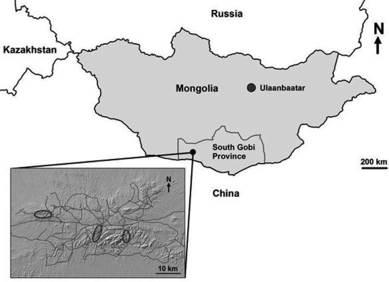Health and zoonotic Infections of snow leopards <i>Panthera unica</i> in the South Gobi desert of Mongolia.