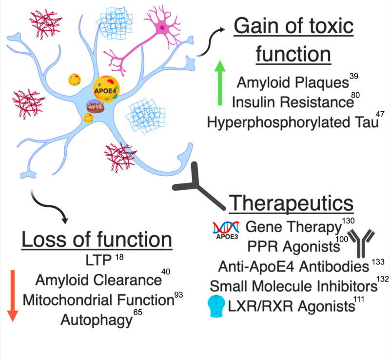 The role of APOE4 in Alzheimer's disease: strategies for future therapeutic interventions.