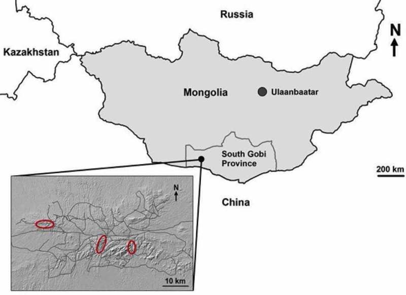 Health and zoonotic Infections of snow leopards <i>Panthera unica</i> in the South Gobi desert of Mongolia.