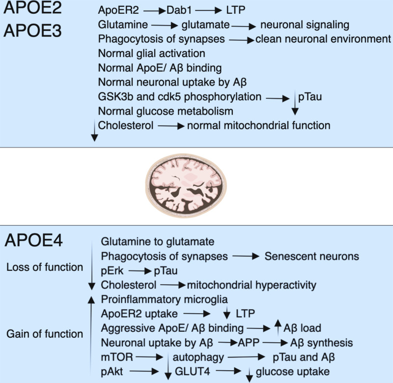 The role of APOE4 in Alzheimer's disease: strategies for future therapeutic interventions.