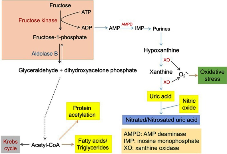 Role of pseudohypoxia in the pathogenesis of type 2 diabetes.