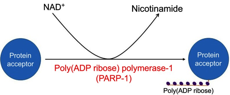 Role of pseudohypoxia in the pathogenesis of type 2 diabetes.