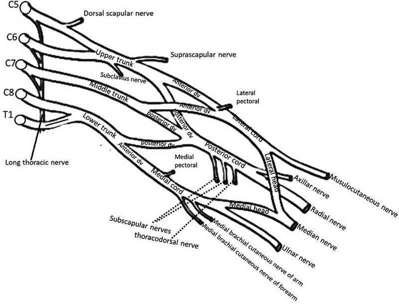 Evaluation of Brachial Plexus Using Combined Stereological Techniques of Diffusion Tensor Imaging and Fiber Tracking.