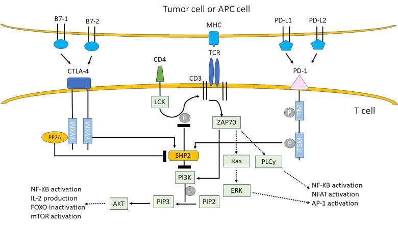 Immunomodulatory Drugs in Melanoma Brain Metastases.