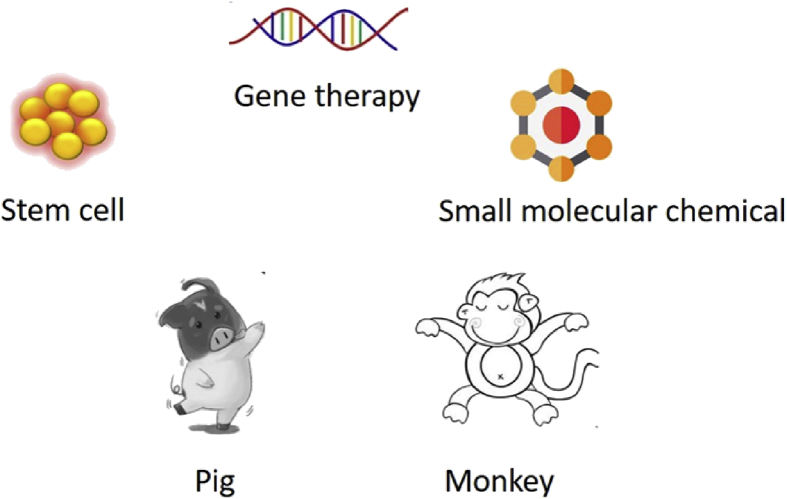 Use of large animal models to investigate Huntington's diseases