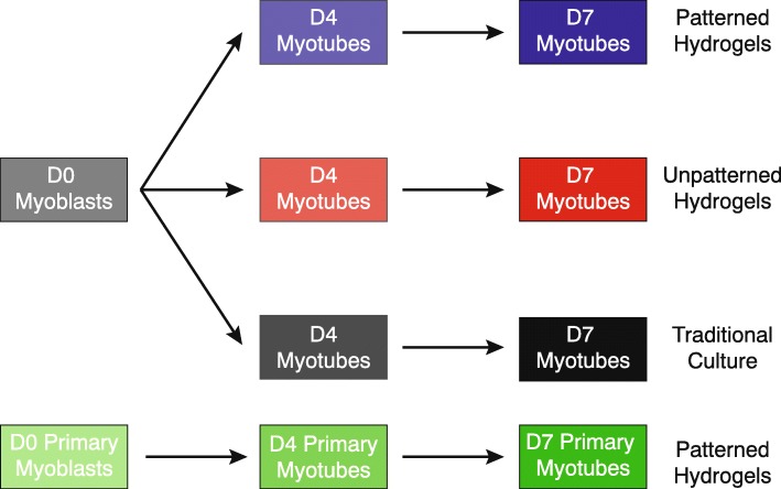 Culturing C2C12 myotubes on micromolded gelatin hydrogels accelerates myotube maturation.