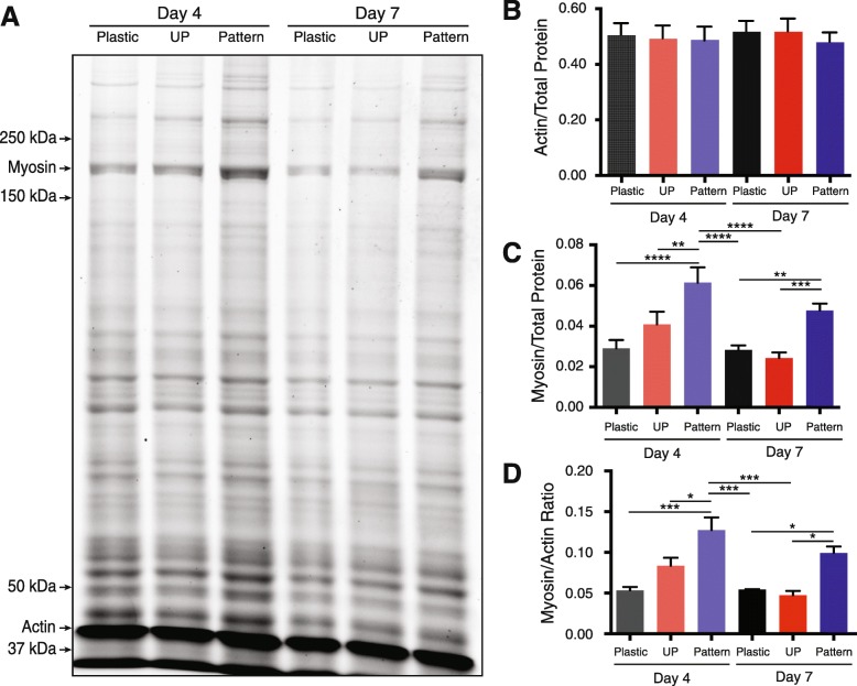 Culturing C2C12 myotubes on micromolded gelatin hydrogels accelerates myotube maturation.