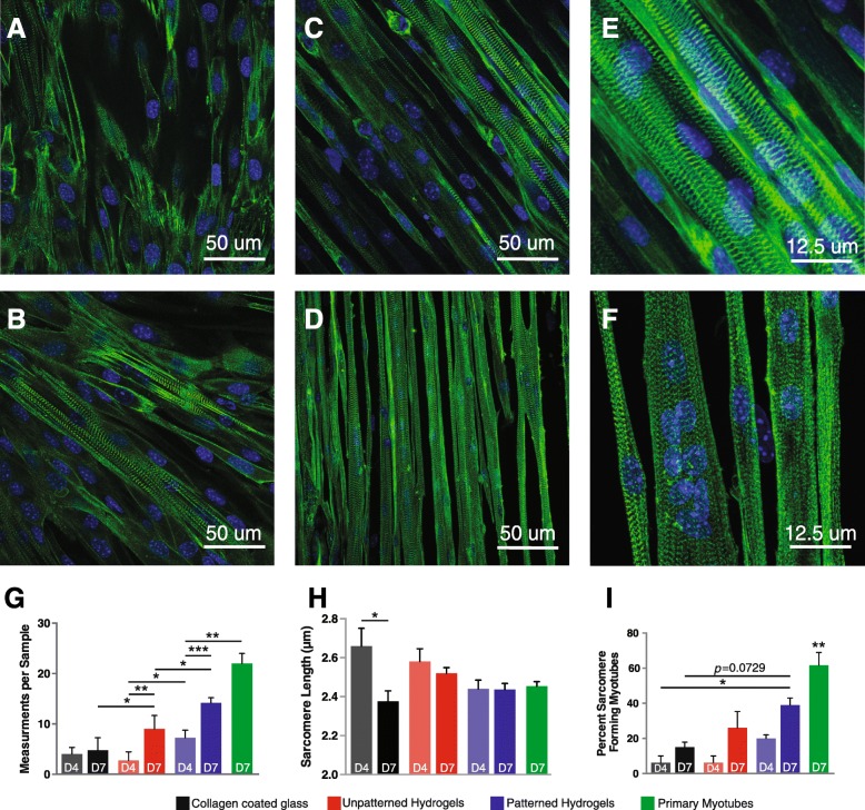 Culturing C2C12 myotubes on micromolded gelatin hydrogels accelerates myotube maturation.