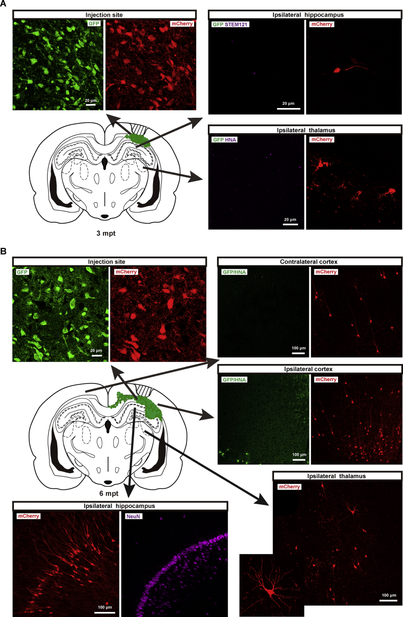 Retrograde monosynaptic tracing through an engineered human embryonic stem cell line reveals synaptic inputs from host neurons to grafted cells