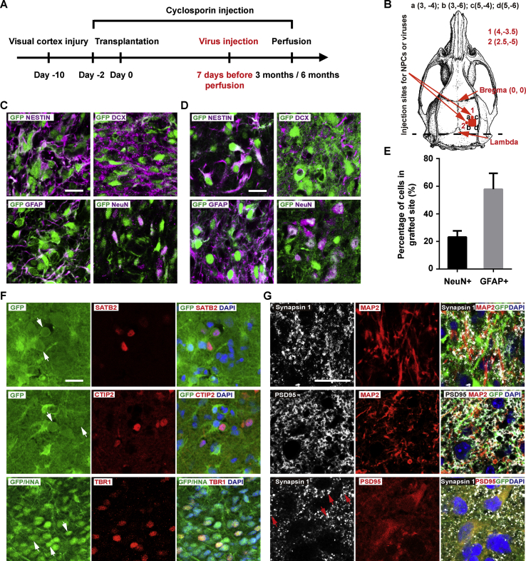 Retrograde monosynaptic tracing through an engineered human embryonic stem cell line reveals synaptic inputs from host neurons to grafted cells