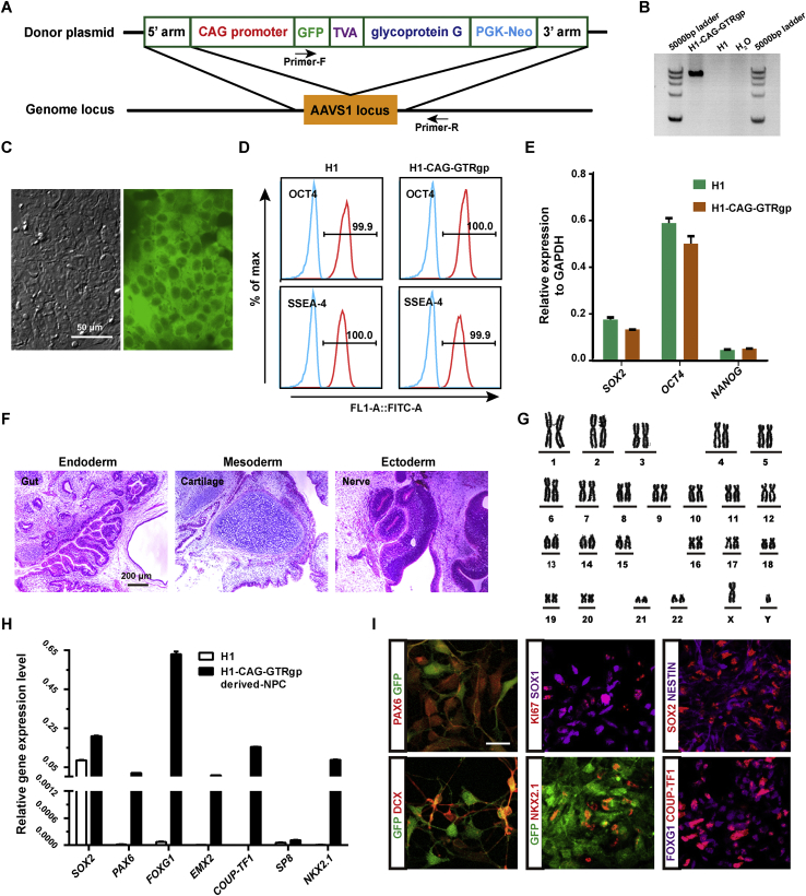 Retrograde monosynaptic tracing through an engineered human embryonic stem cell line reveals synaptic inputs from host neurons to grafted cells