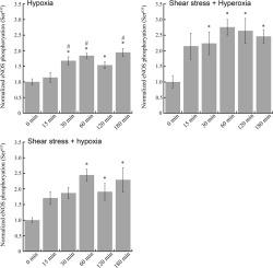 The effects of fluid shear stress and O2 concentration on the phosphorylation of eNOS at Ser635 in endothelial cells