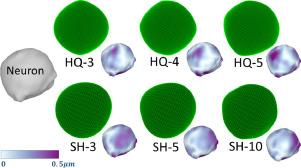 Shape analysis of 3D nanoscale reconstructions of brain cell nuclear envelopes by implicit and explicit parametric representations