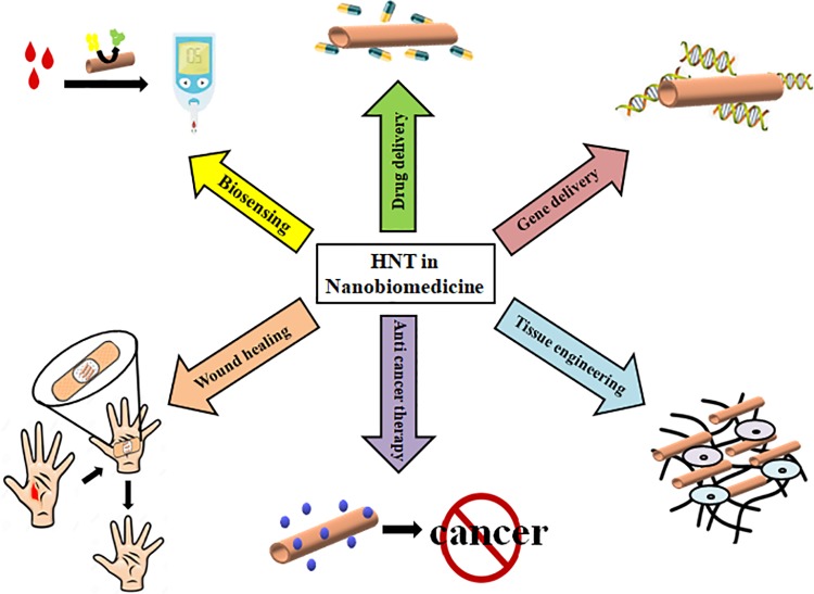 Halloysite nanotubes as a nature's boon for biomedical applications.