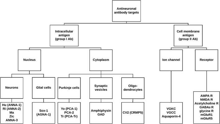 The clinical significance of atypical indirect immunofluorescence patterns on primate cerebellum in paraneoplastic antibody screening.