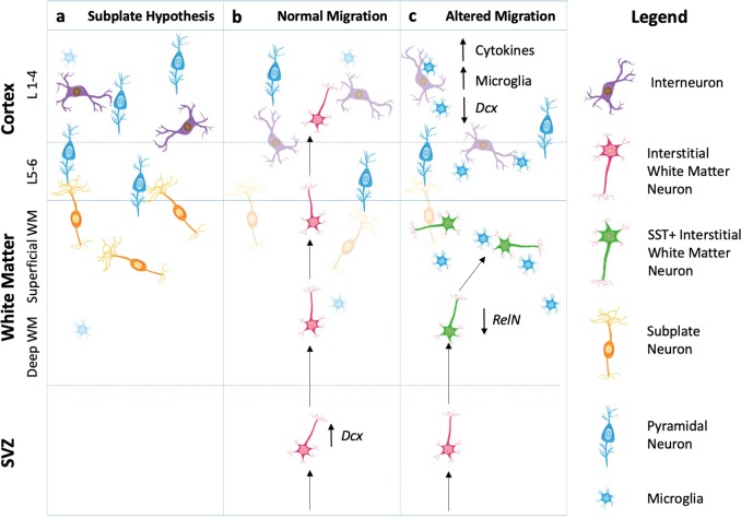 White matter neuron biology and neuropathology in schizophrenia.