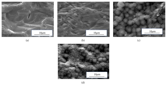 Evaluation of Photocatalytic and Protein Adsorption Properties of Anodized Titanium Plate Immersed in Simulated Body Fluid.