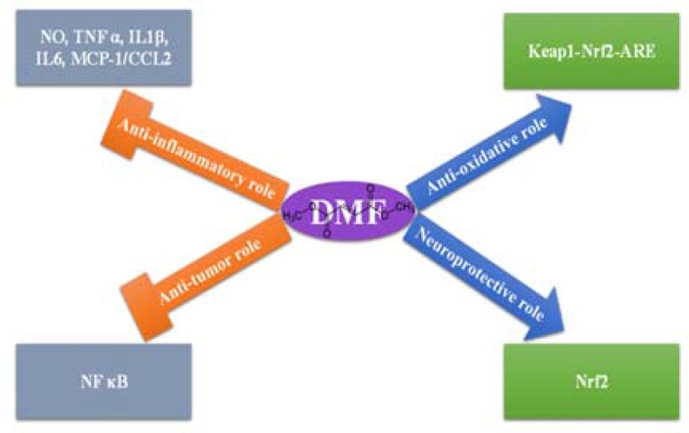 Role of dimethyl fumarate in the treatment of glioblastoma multiforme: A review article.