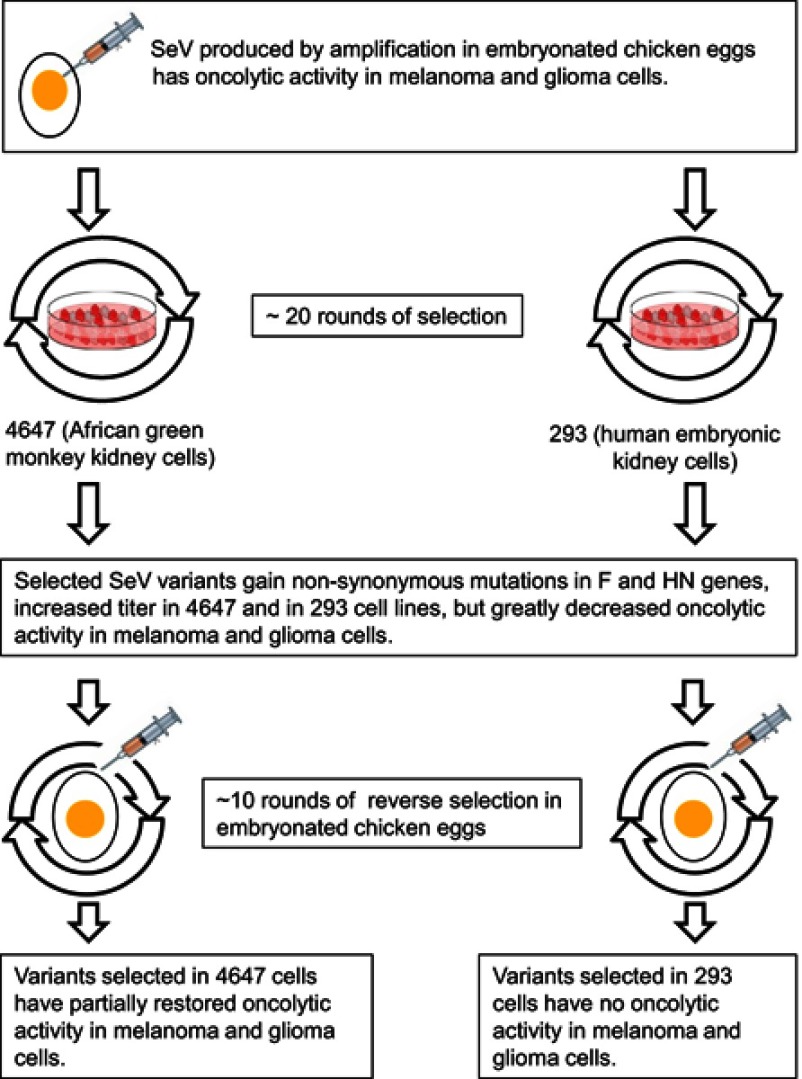 Directed evolution as a tool for the selection of oncolytic RNA viruses with desired phenotypes.