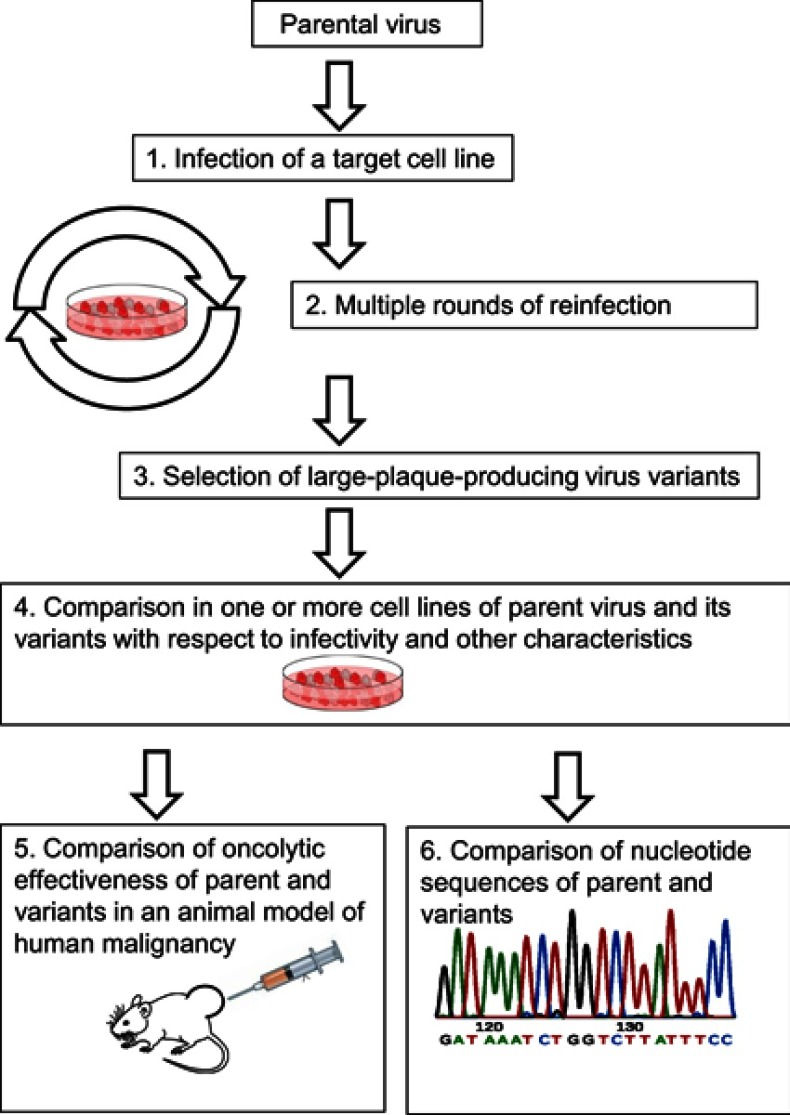 Directed evolution as a tool for the selection of oncolytic RNA viruses with desired phenotypes.